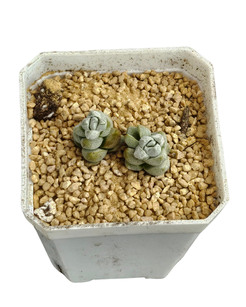 Crassula Deceptrix