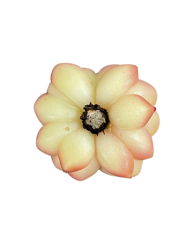 Echeveria Spicy