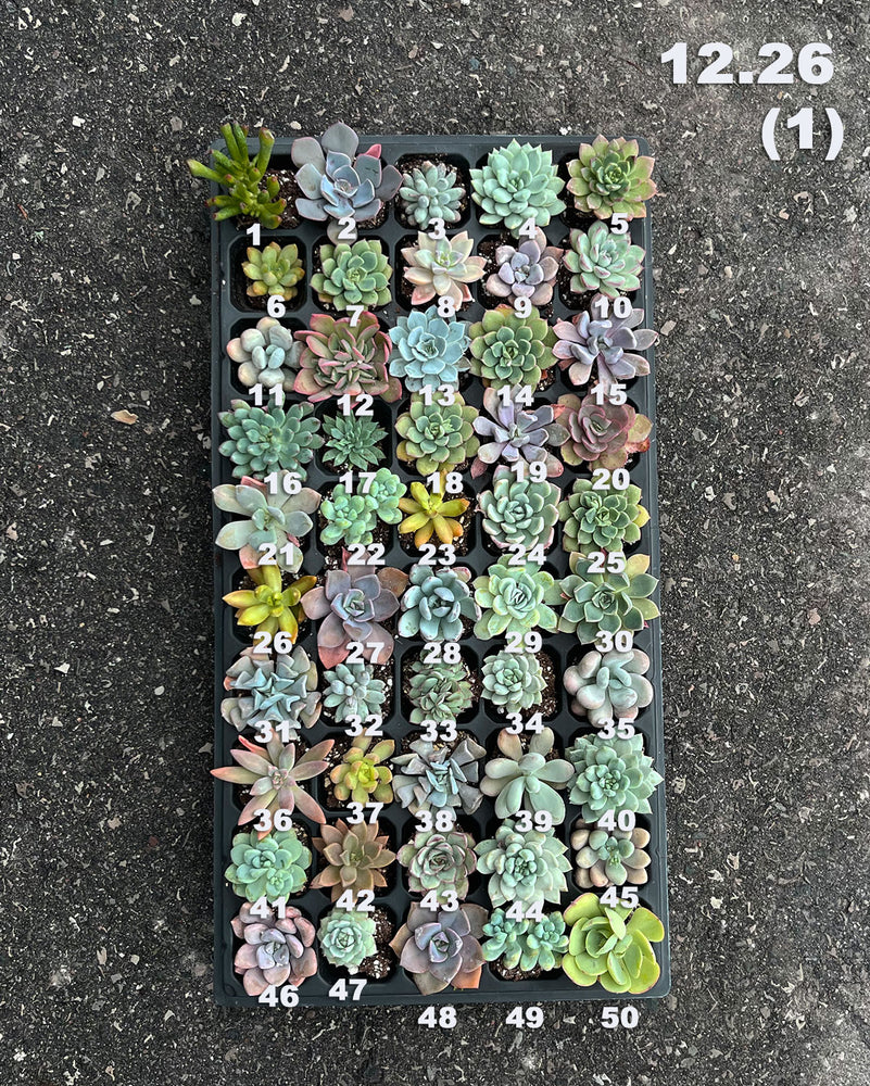 12.26 (1)(2) Baby/Small Local Succulents (1-100)