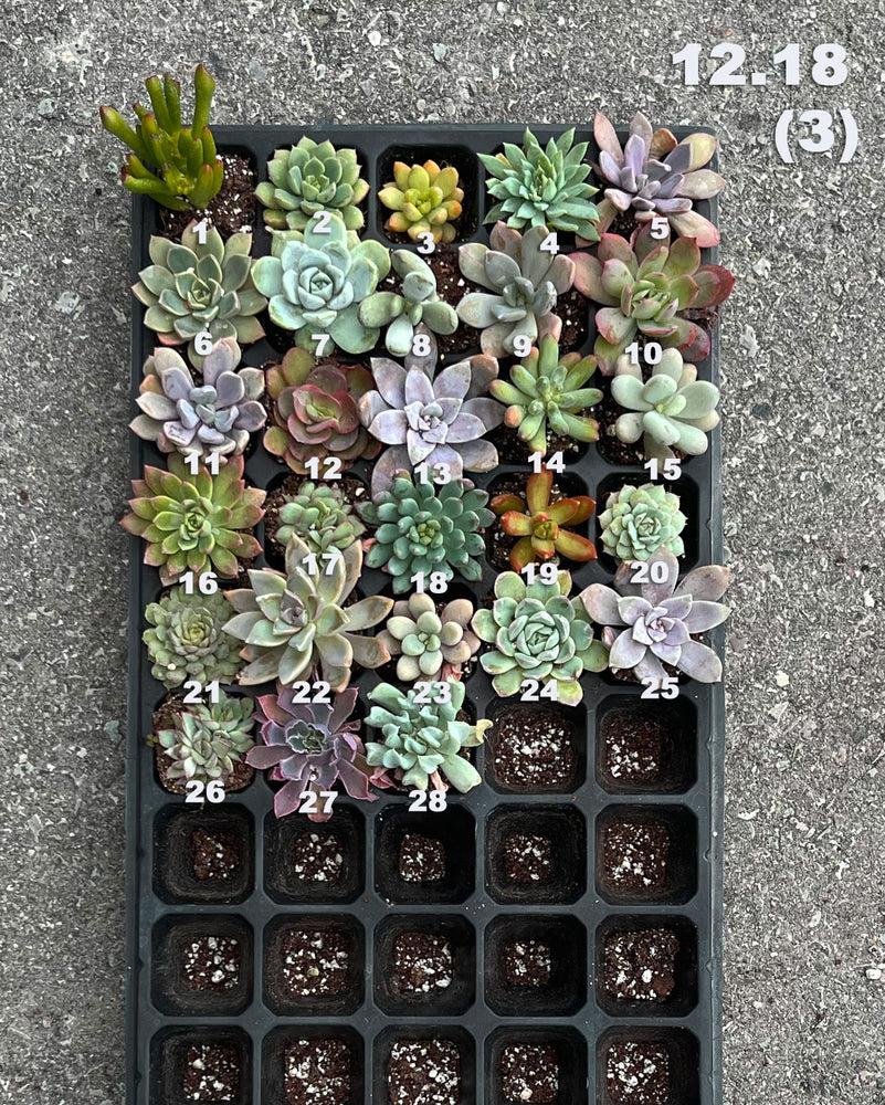 12.22 (3) Baby/Small Local Succulents (1-100)