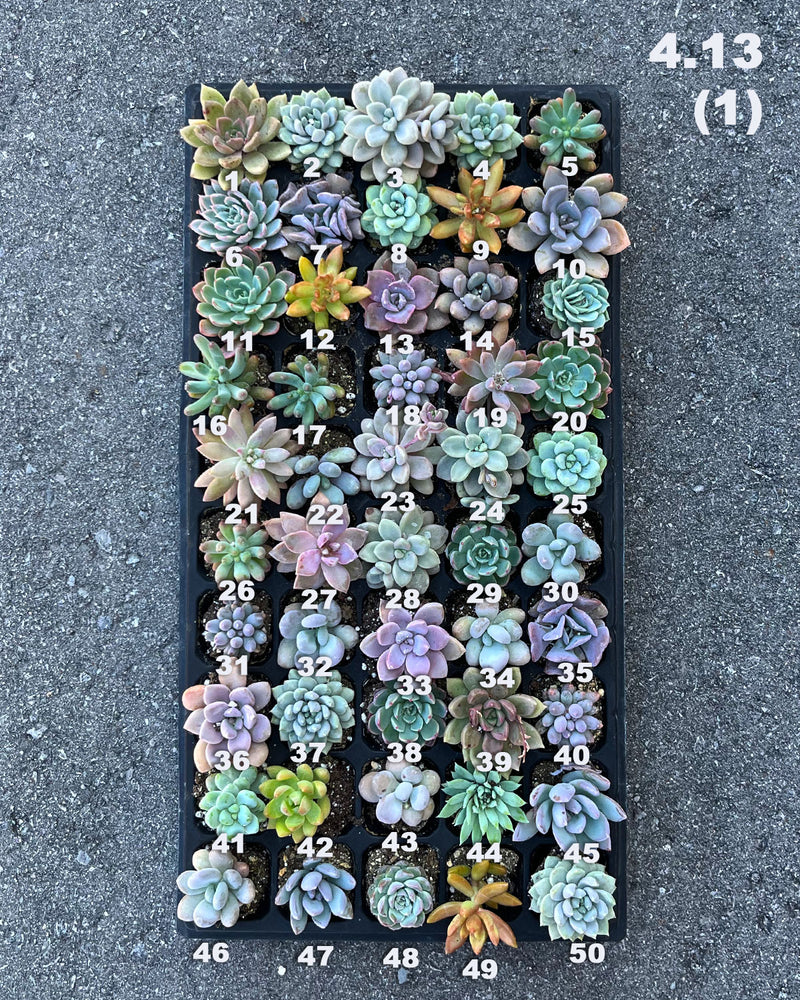 4.13 (1)(2) Baby/Small Local Succulents (1-100)