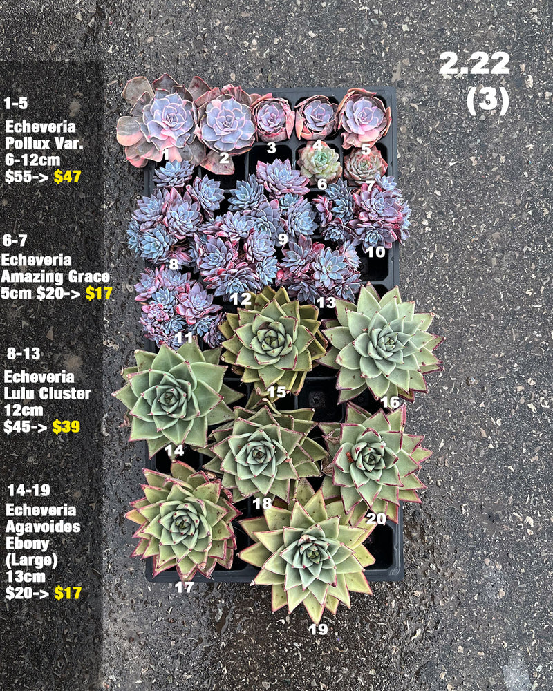 2.22 (3) Korean Rare Succulents One-of-Kind