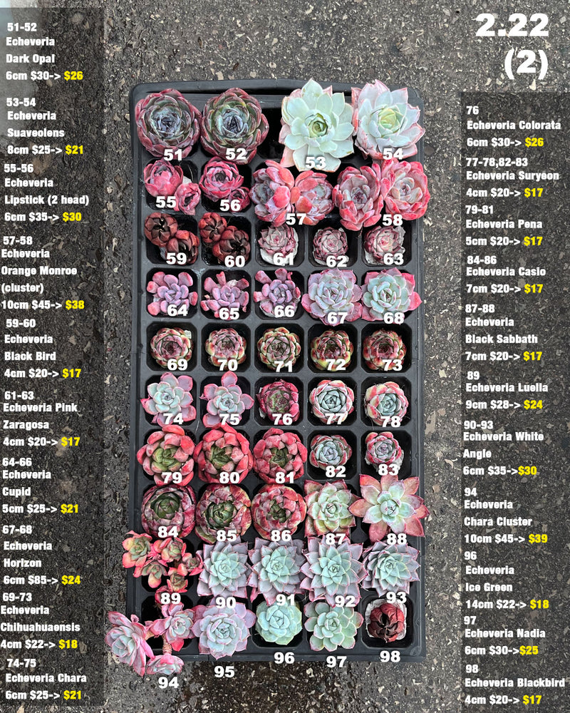 2.22 (1)(2) Korean Rare Succulents One-of-Kind