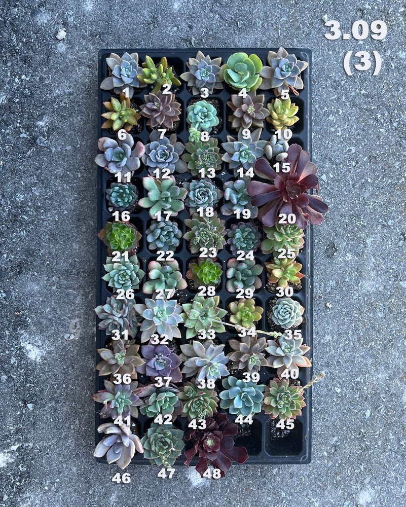 3.09 (3) Baby/Small Local Succulents (1-50)