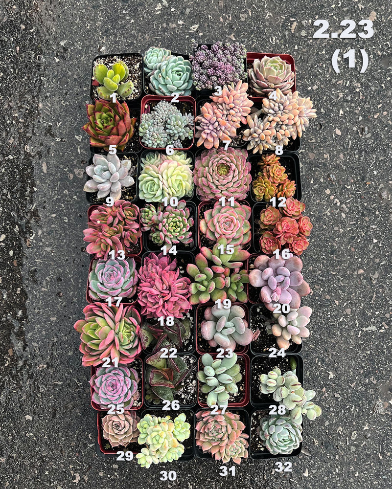 2.23 (1)(2)(3) Local Succulents Premium One-of-Kind