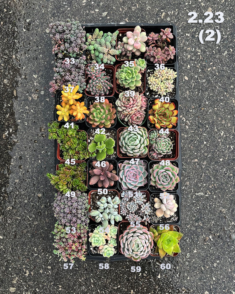 2.23 (1)(2)(3) Local Succulents Premium One-of-Kind