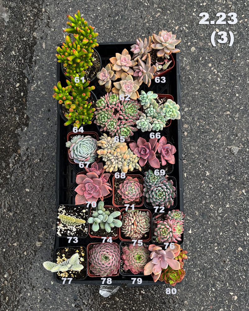 2.23 (1)(2)(3) Local Succulents Premium One-of-Kind