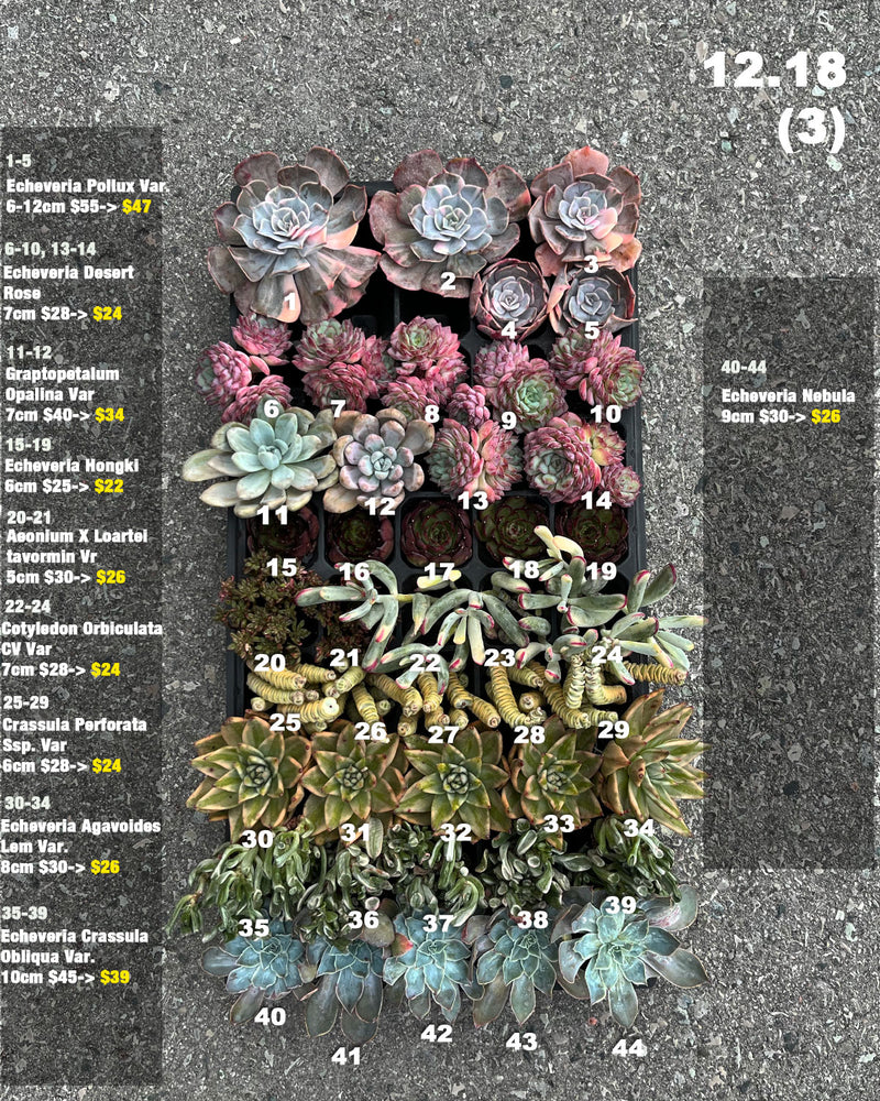 12.18 (3)(4) Korean Rare Succulents One-of-Kind