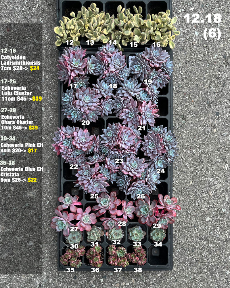 12.18 (5)(6) Korean Rare Succulents One-of-Kind