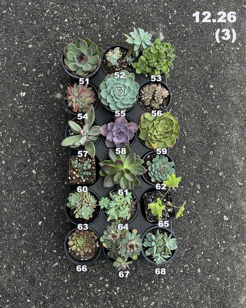 12.26 (1)(2)(3) Local Succulents Premium One-of-Kind