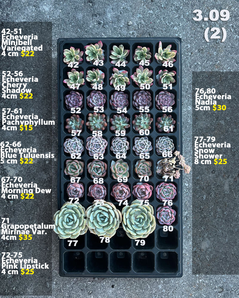 3.09 (1)(2) Korean Rare Succulents One-of-Kind