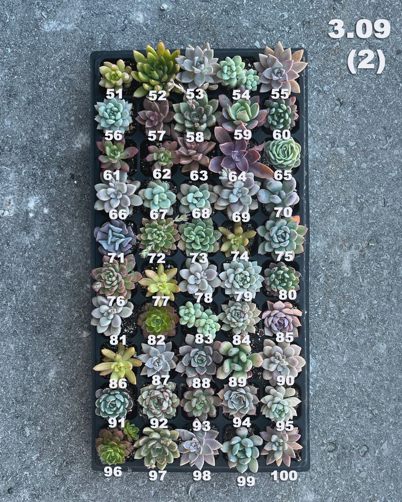 3.09 (1)(2) Baby/Small Local Succulents (1-100)