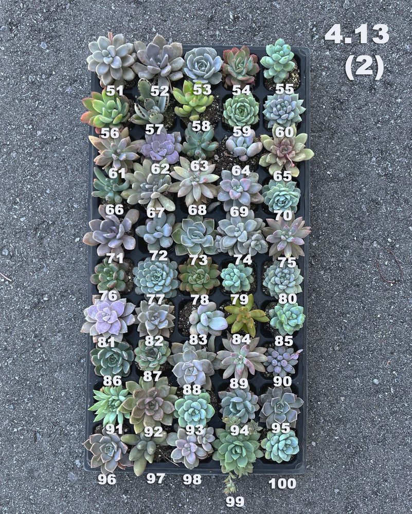4.13 (1)(2) Baby/Small Local Succulents (1-100)