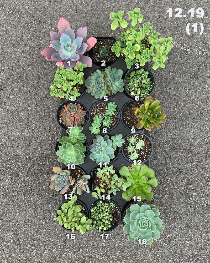 12.19 (1)(2) Local Succulents Premium One-of-Kind