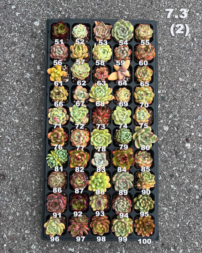 7.3 (1)(2) Baby/Small Local Succulents (1-100)