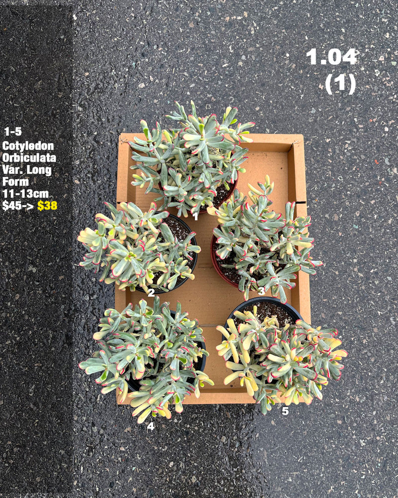 1.04 (1)(2) Korean Rare Succulents One-of-Kind