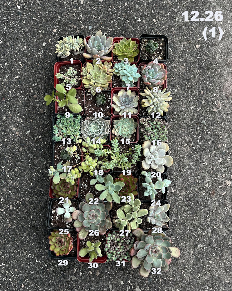 12.26 (1)(2)(3) Local Succulents Premium One-of-Kind