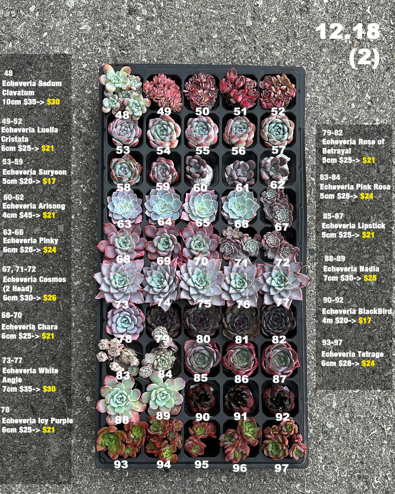 12.18 (1)(2) Korean Rare Succulents One-of-Kind