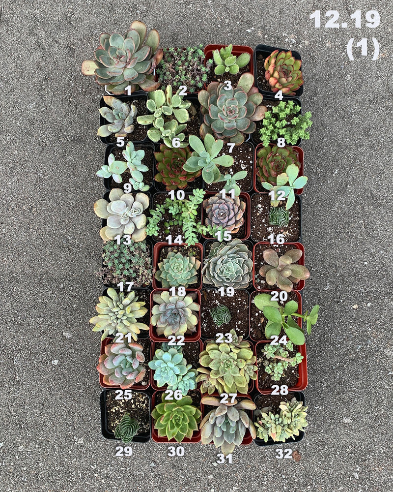 12.19 (1) Local Succulents Premium One-of-Kind