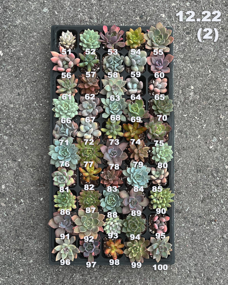 12.22 (1)(2) Baby/Small Local Succulents (1-100)