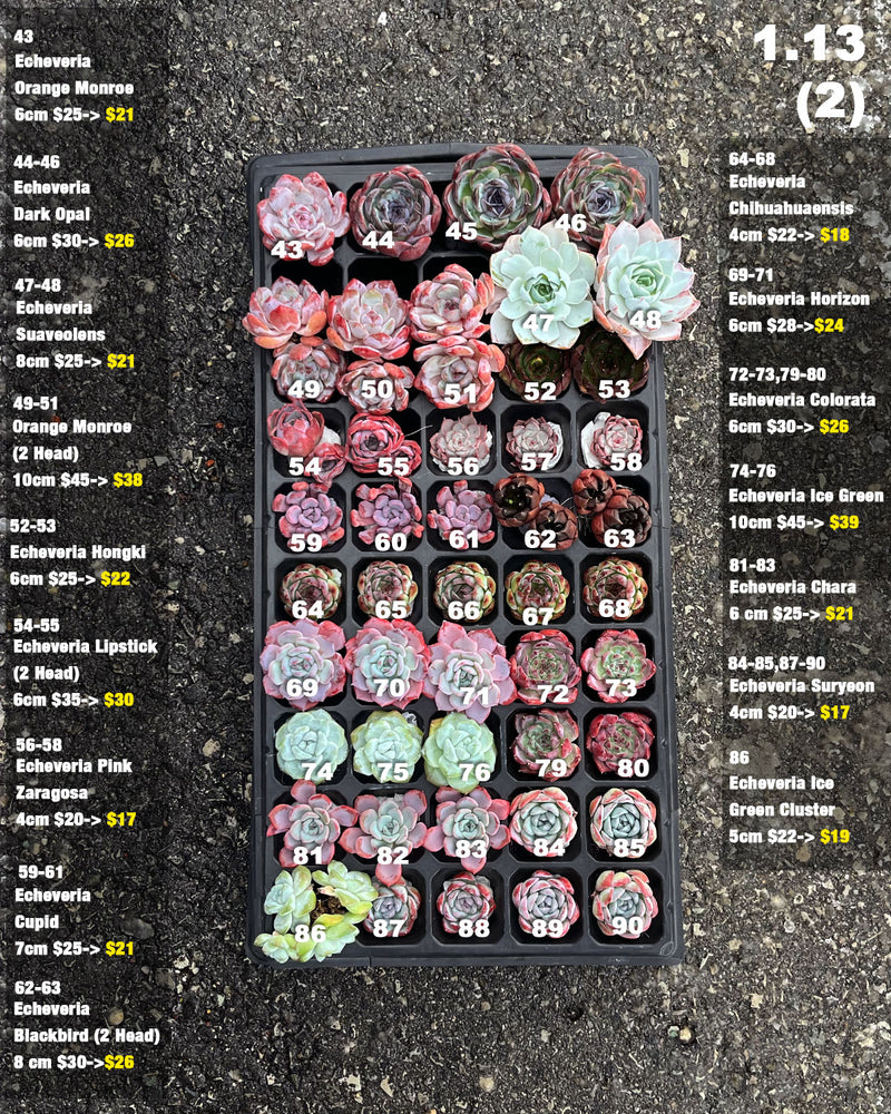 1.15 (1)(2) Korean Rare Succulents One-of-Kind