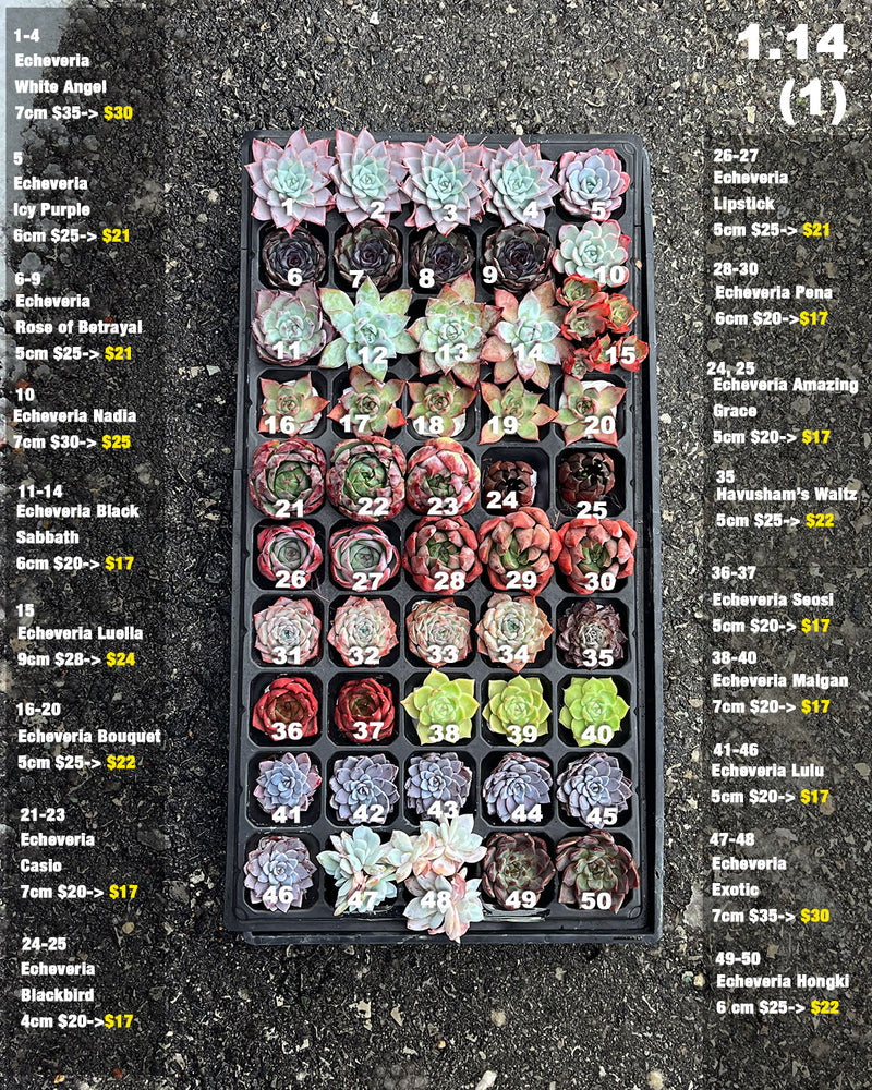 1.14 (1) Korean Rare Succulents One-of-Kind