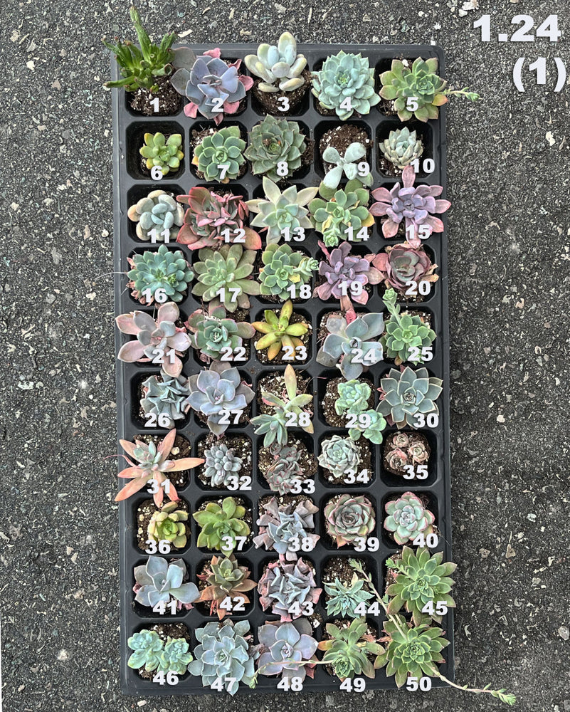 1.24 (1)(2) Baby/Small Local Succulents (1-100)