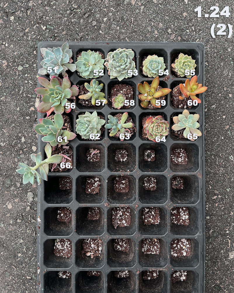 1.24 (1)(2) Baby/Small Local Succulents (1-100)