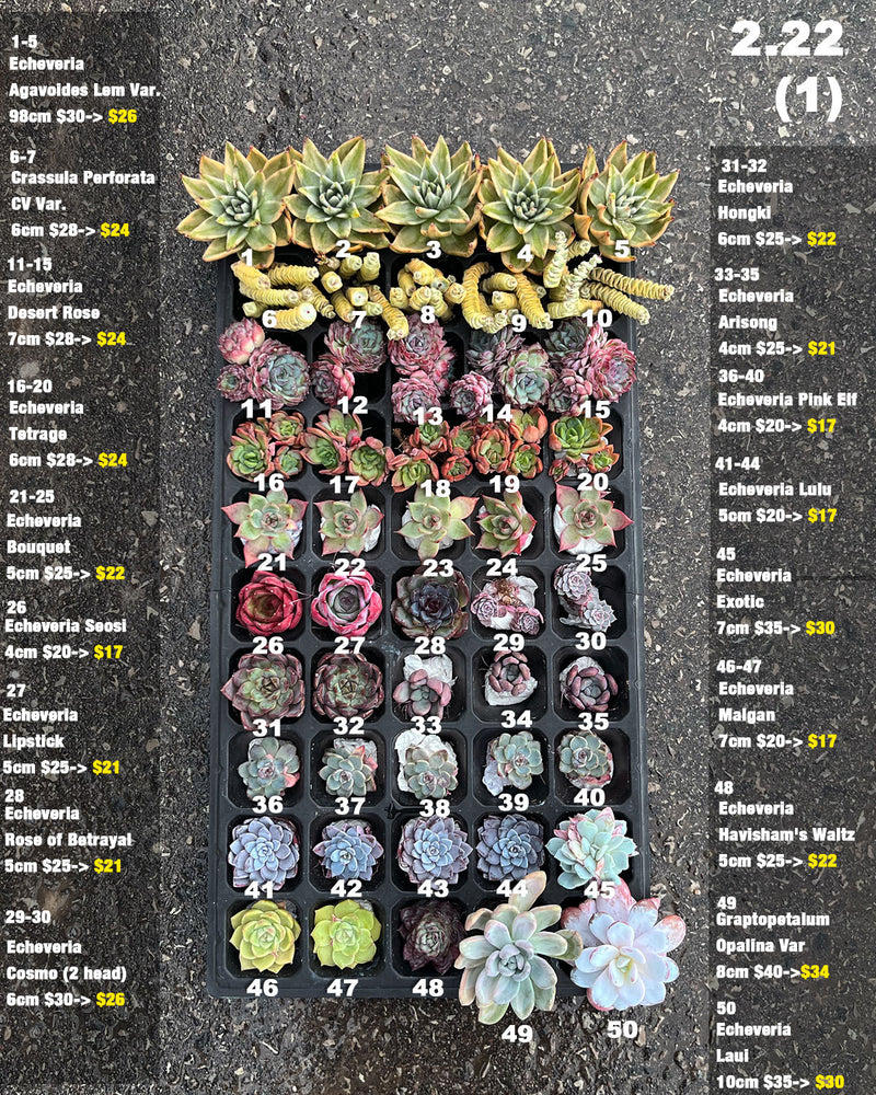 2.22 (1)(2) Korean Rare Succulents One-of-Kind