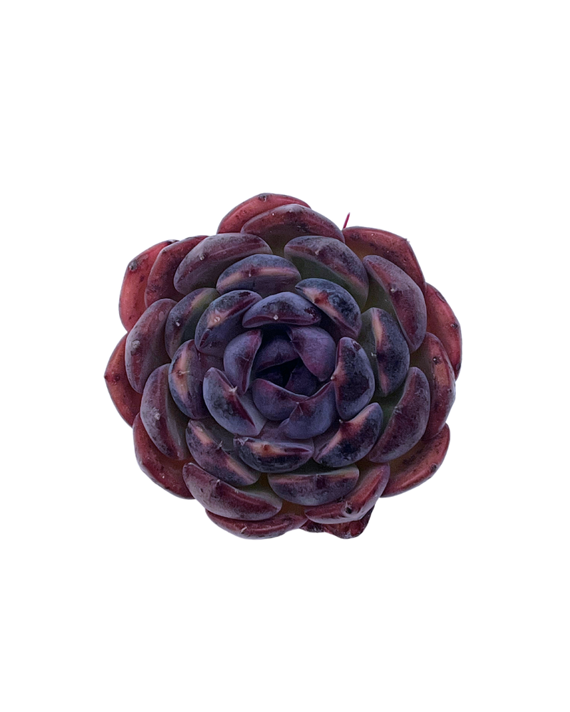 3.09 (1)(2) Korean Rare Succulents One-of-Kind