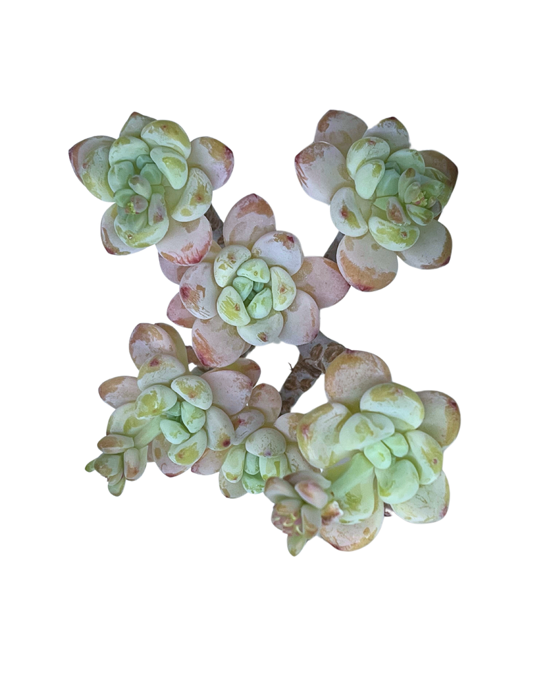 3.09 (1)(2) Korean Rare Succulents One-of-Kind