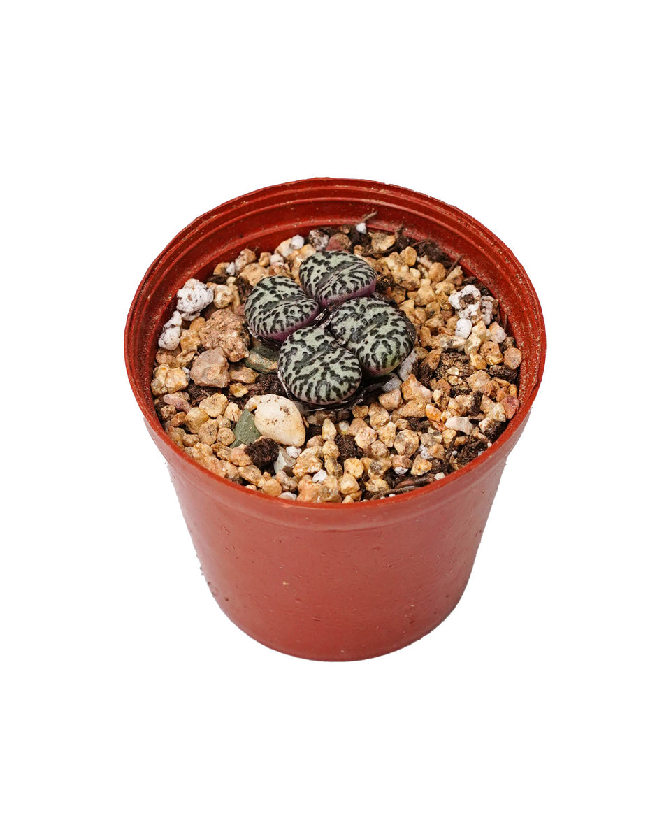 Conophytum – Springer Garden