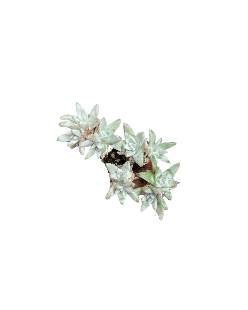 Dudleya Gnoma