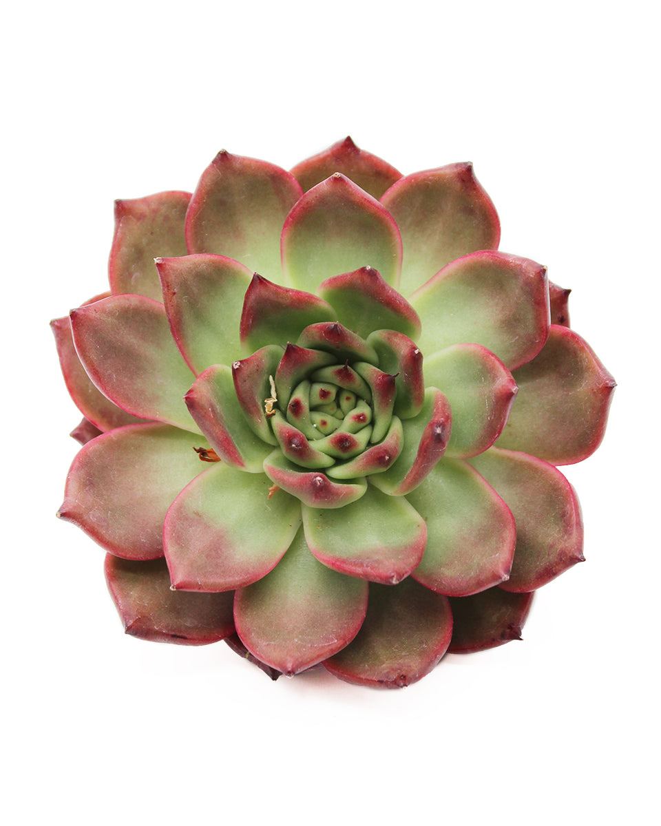 Echeveria Armstrong – Springer Garden