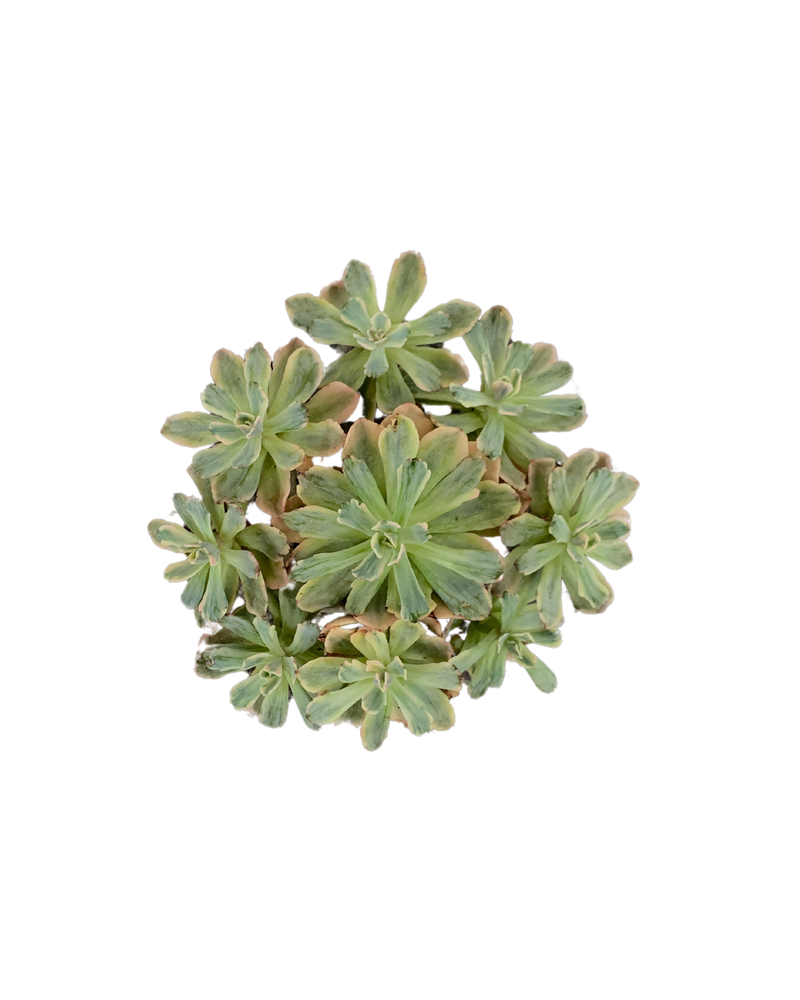 Echeveria Hoveyi Variegated