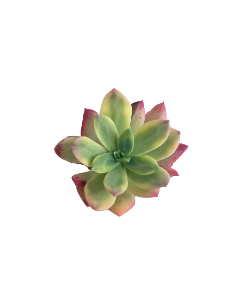 3.09 (1)(2) Korean Rare Succulents One-of-Kind