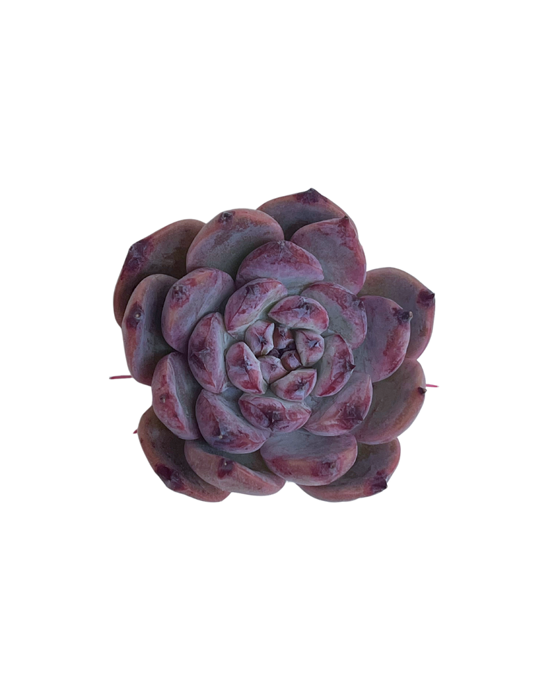 3.09 (1)(2) Korean Rare Succulents One-of-Kind