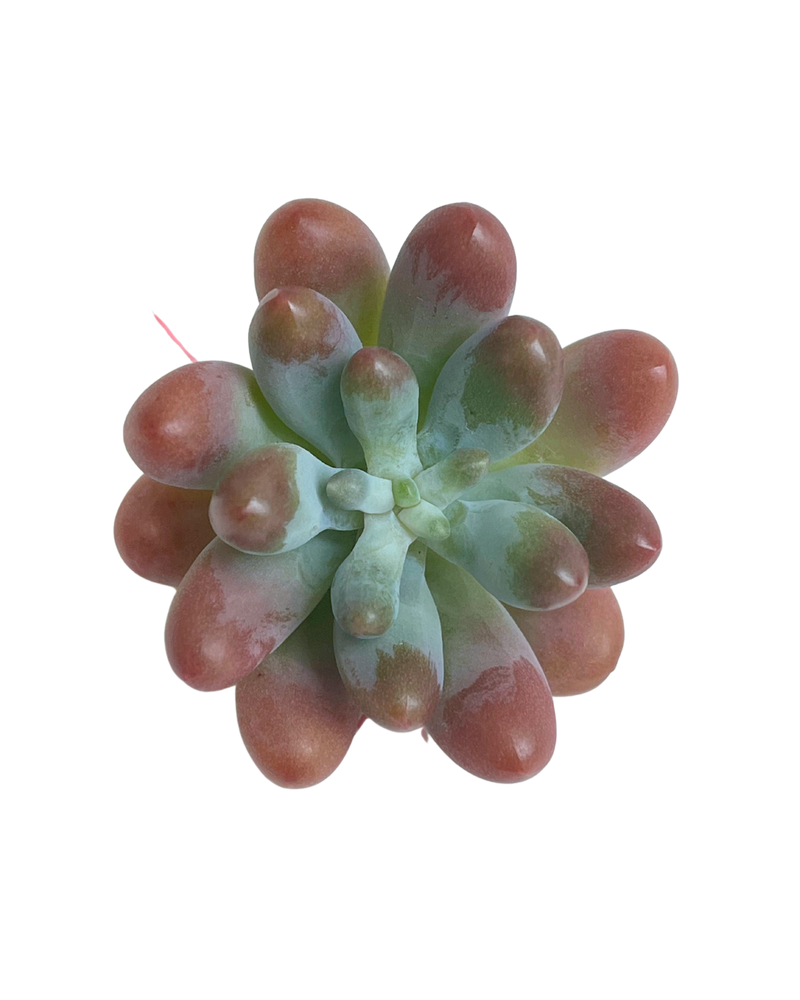 3.09 (1)(2) Korean Rare Succulents One-of-Kind