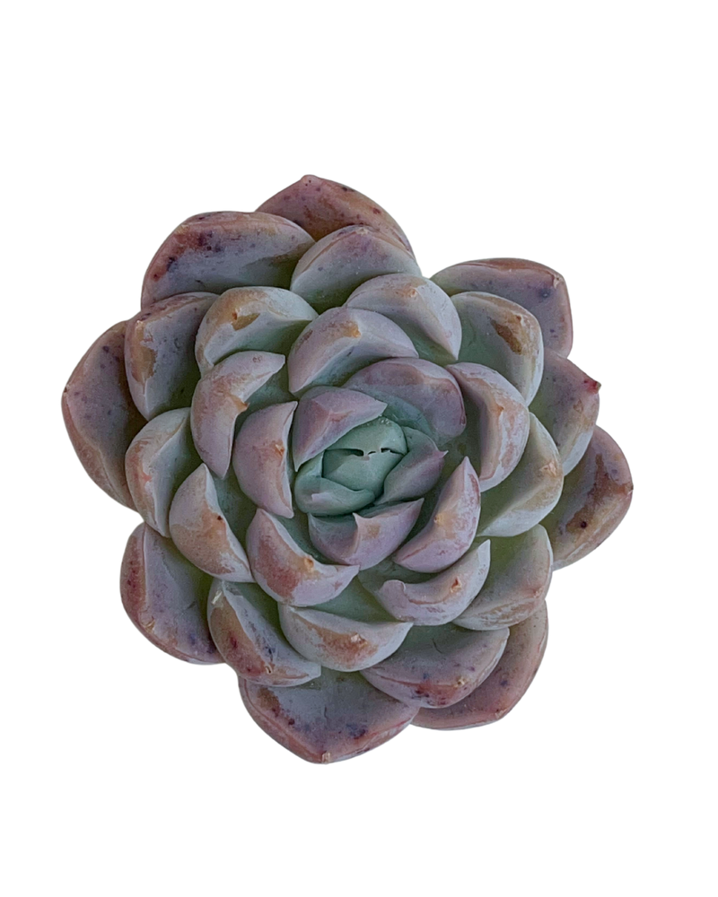 3.09 (1)(2) Korean Rare Succulents One-of-Kind