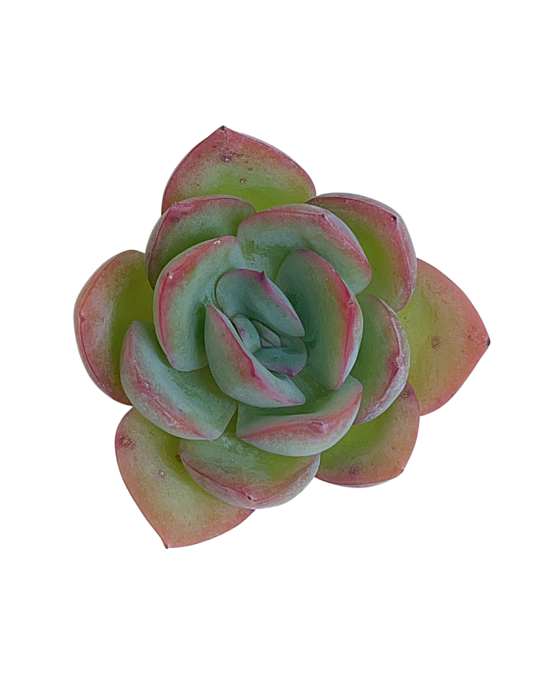 3.09 (1)(2) Korean Rare Succulents One-of-Kind