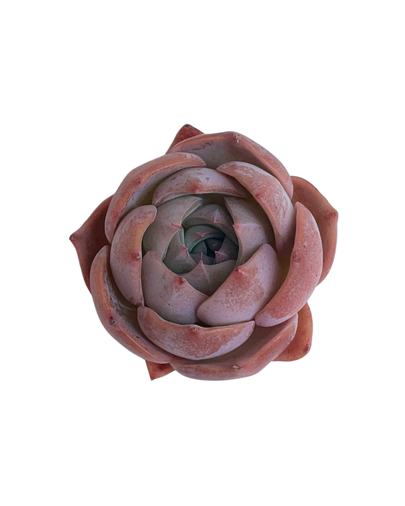 3.09 (1)(2) Korean Rare Succulents One-of-Kind