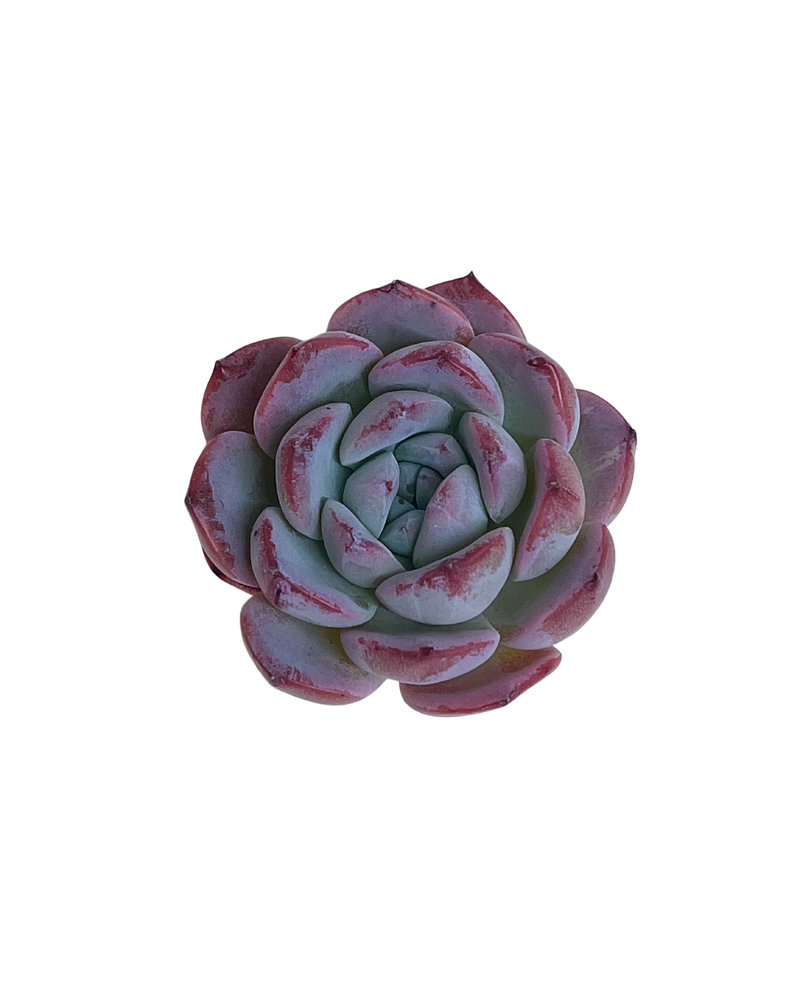 3.09 (1)(2) Korean Rare Succulents One-of-Kind