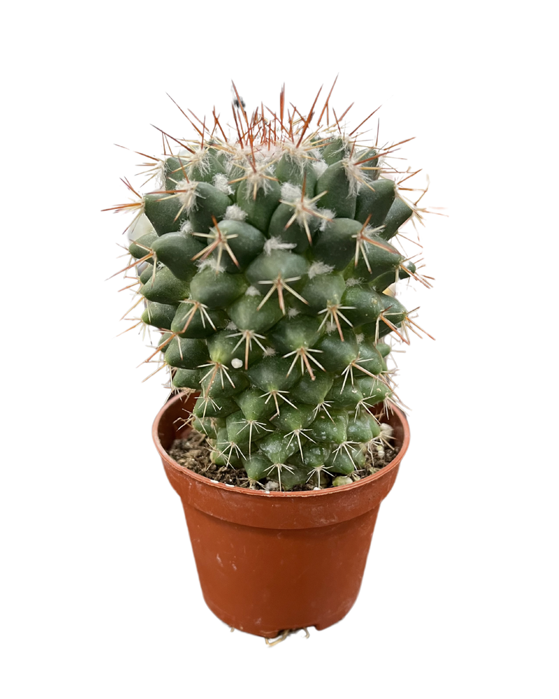 Assorted Cactus