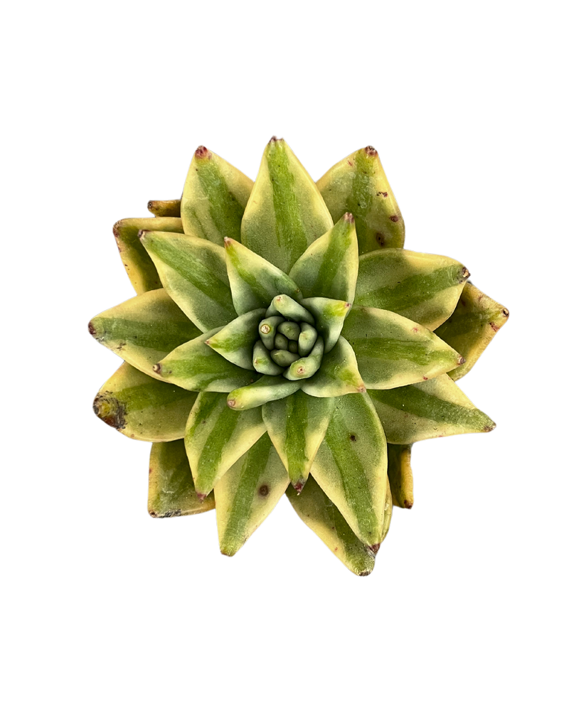 Echeveria Agavoides Lem Var.