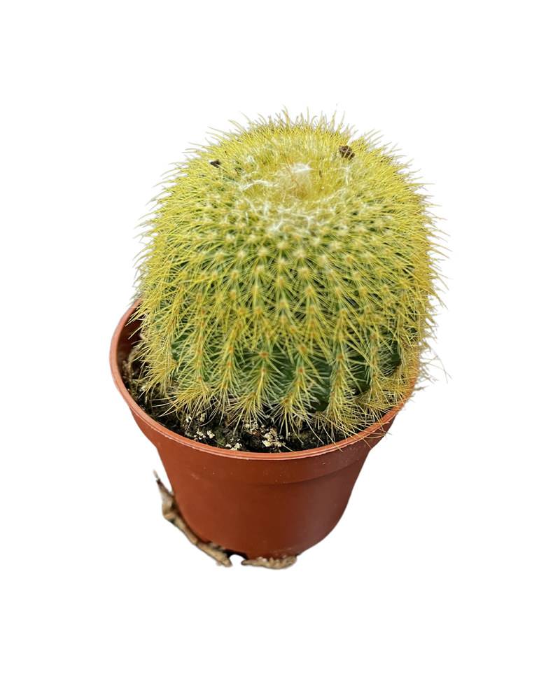 Assorted Cactus