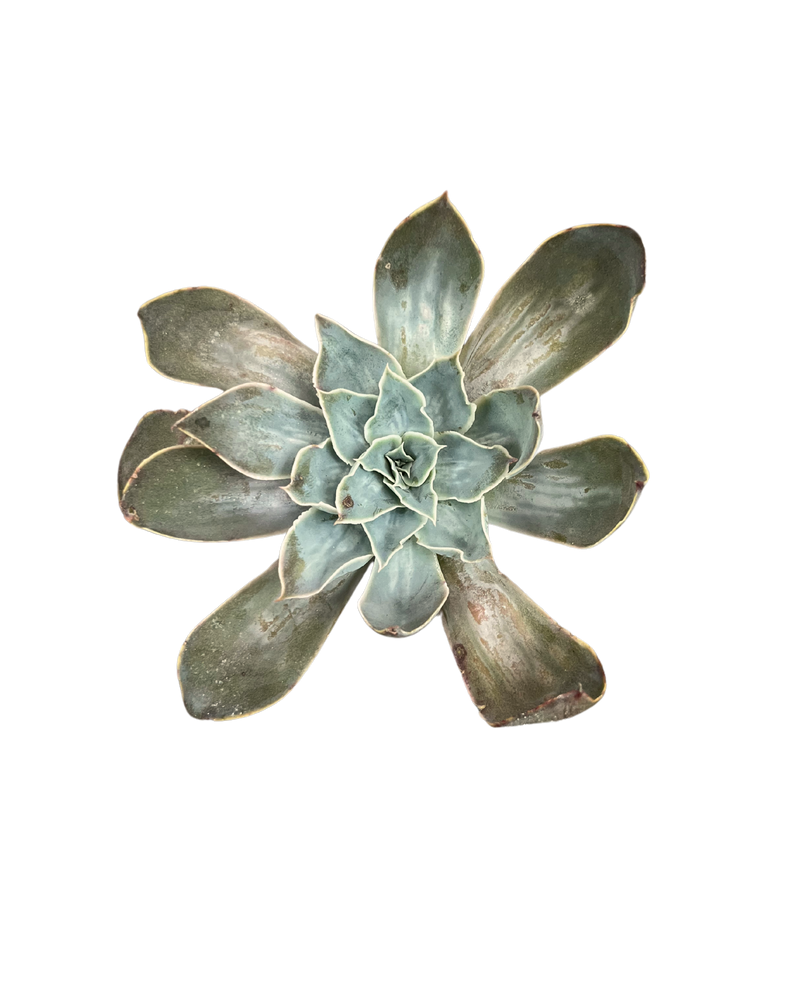 Echeveria Nebula