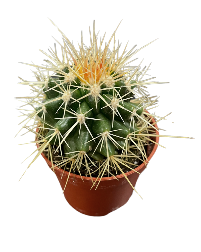 Assorted Cactus