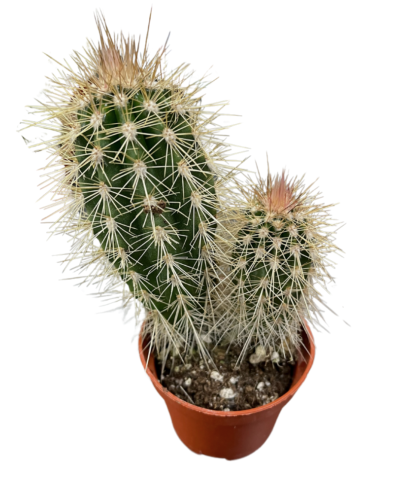 Assorted Cactus
