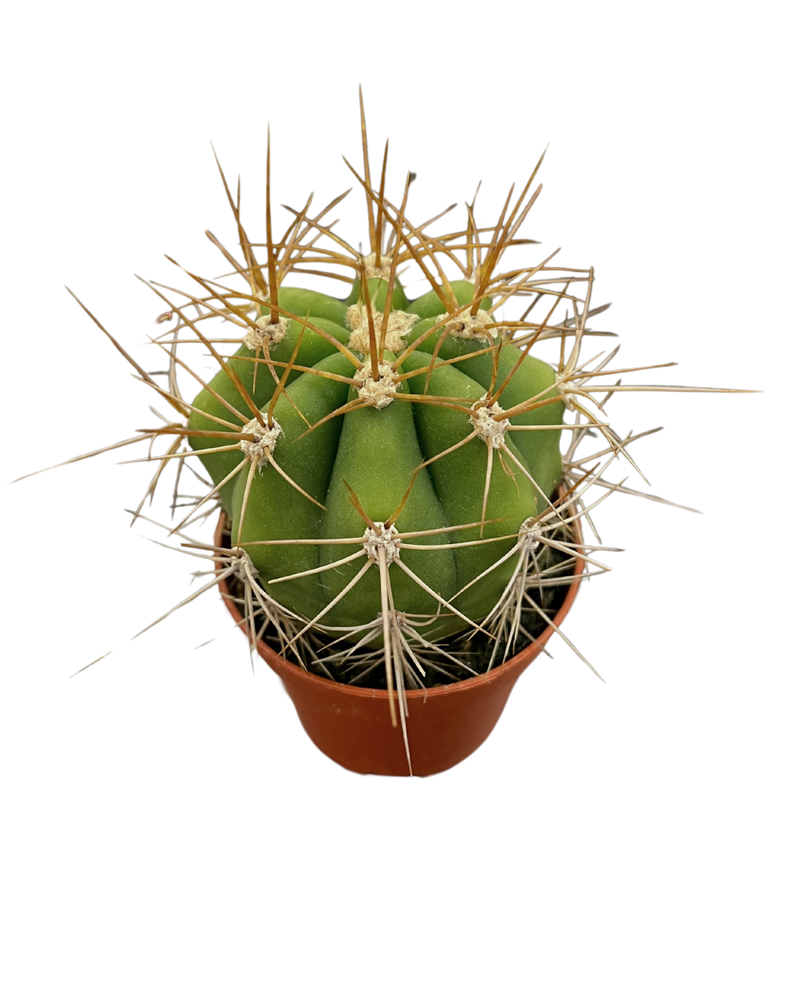 Assorted Cactus