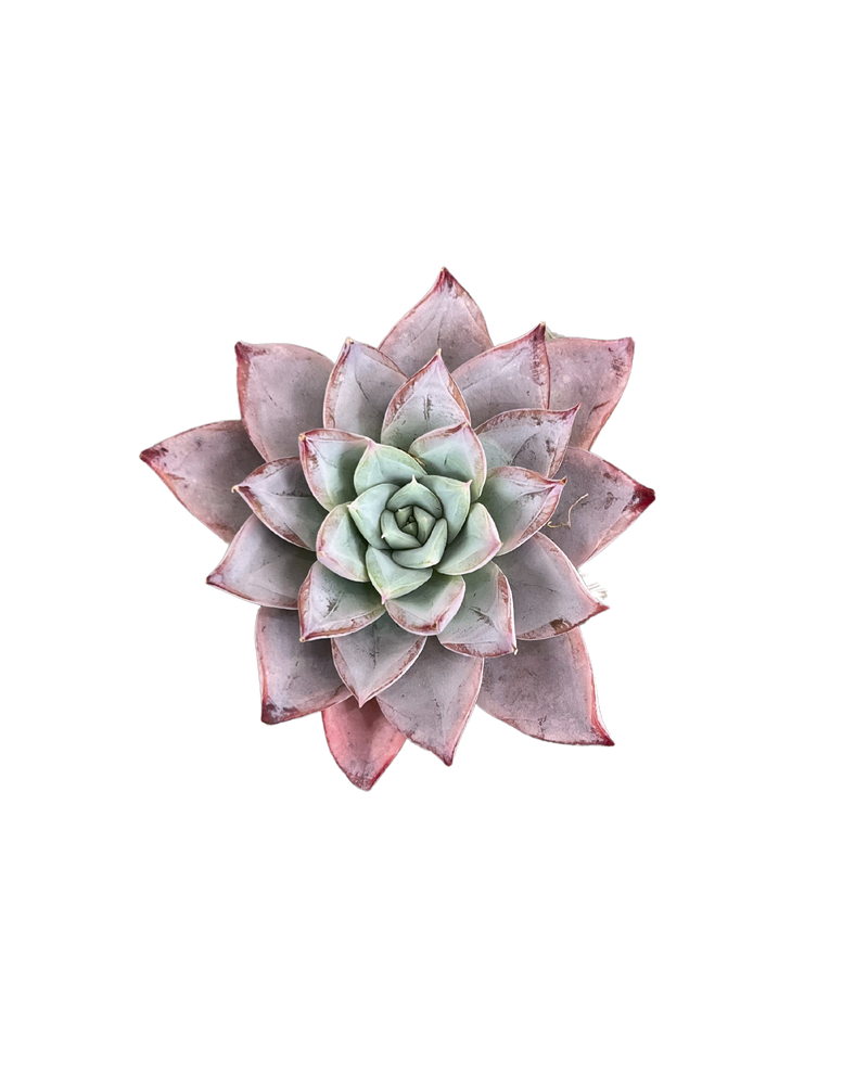 Echeveria White Angle